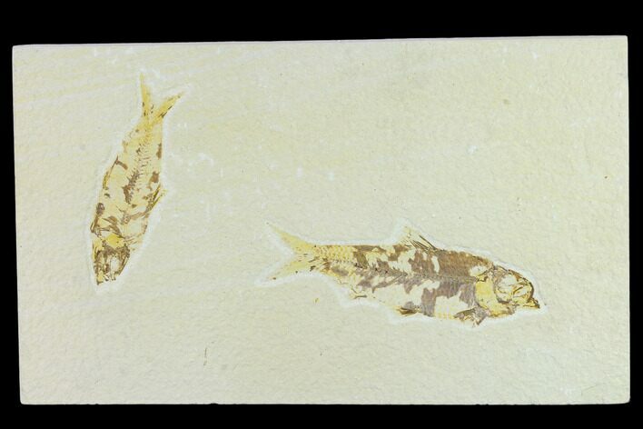 Pair of Bargain Fossil Fish (Knightia) - Green River Formation #131522